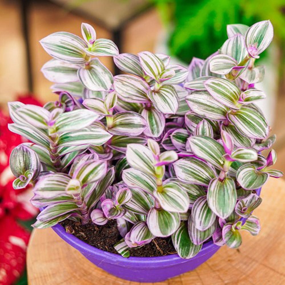 Tradescantia Albiflora Nanouk - 25 cm