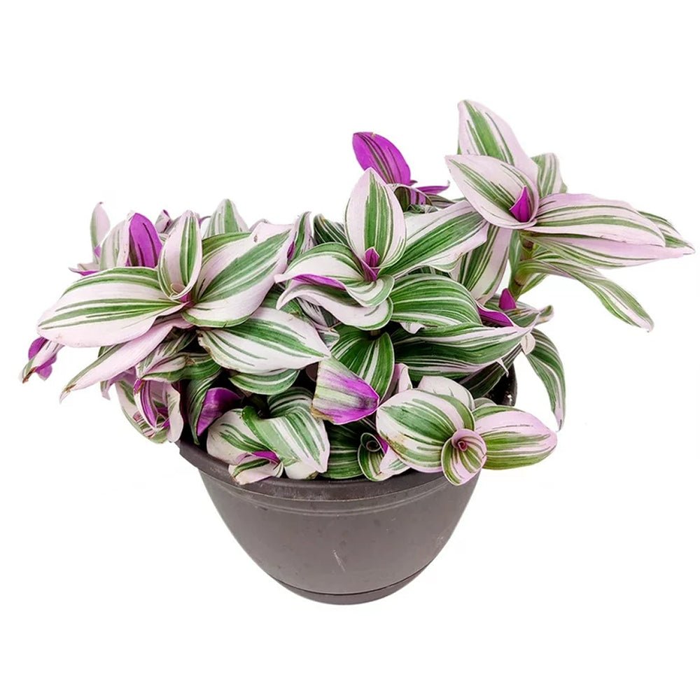 Tradescantia Albiflora Nanouk - 25 cm
