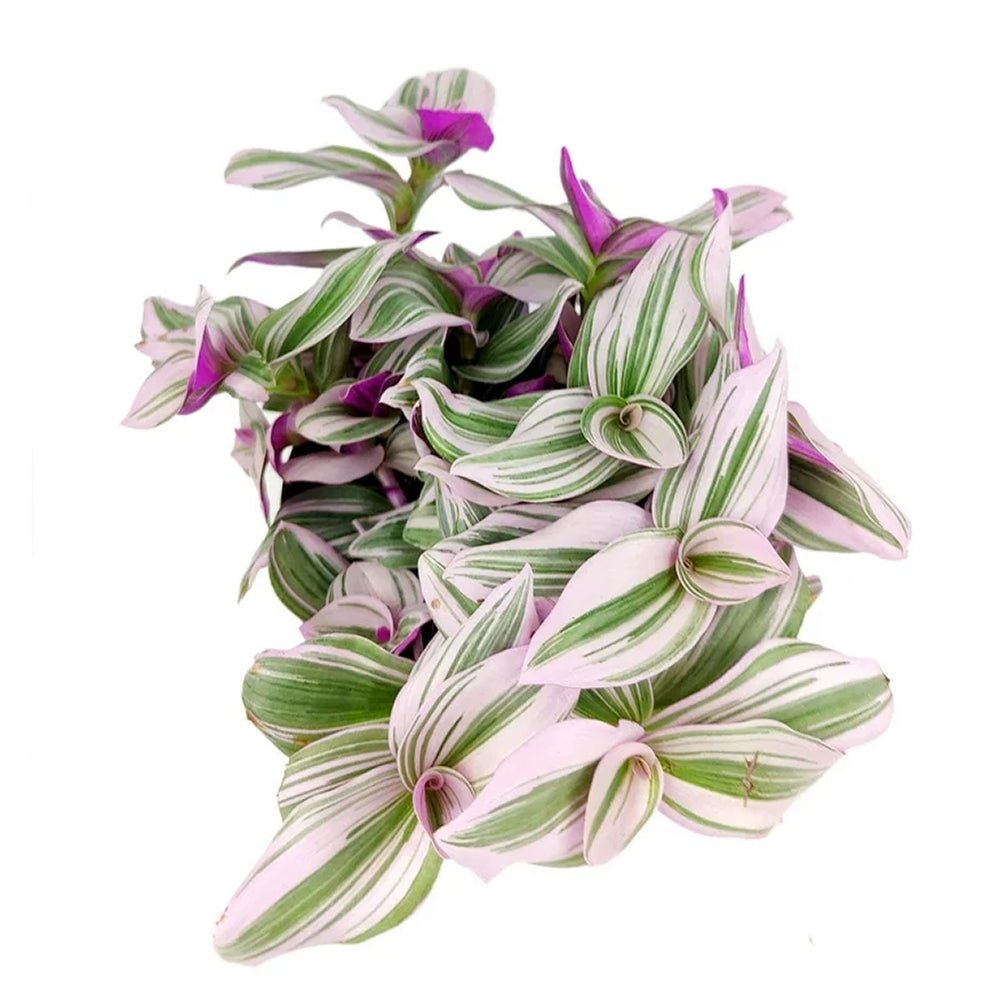 Tradescantia Albiflora Nanouk - 25 cm
