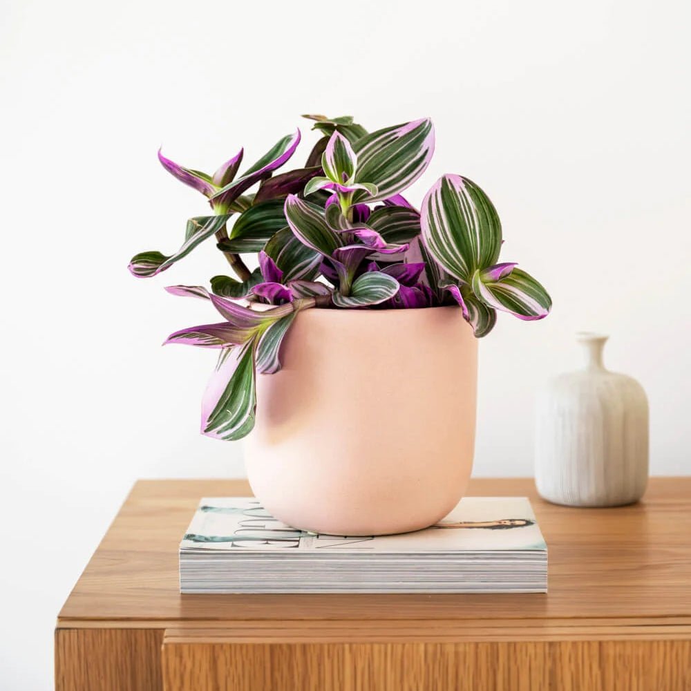 Tradescantia Albiflora Nanouk - 25 cm
