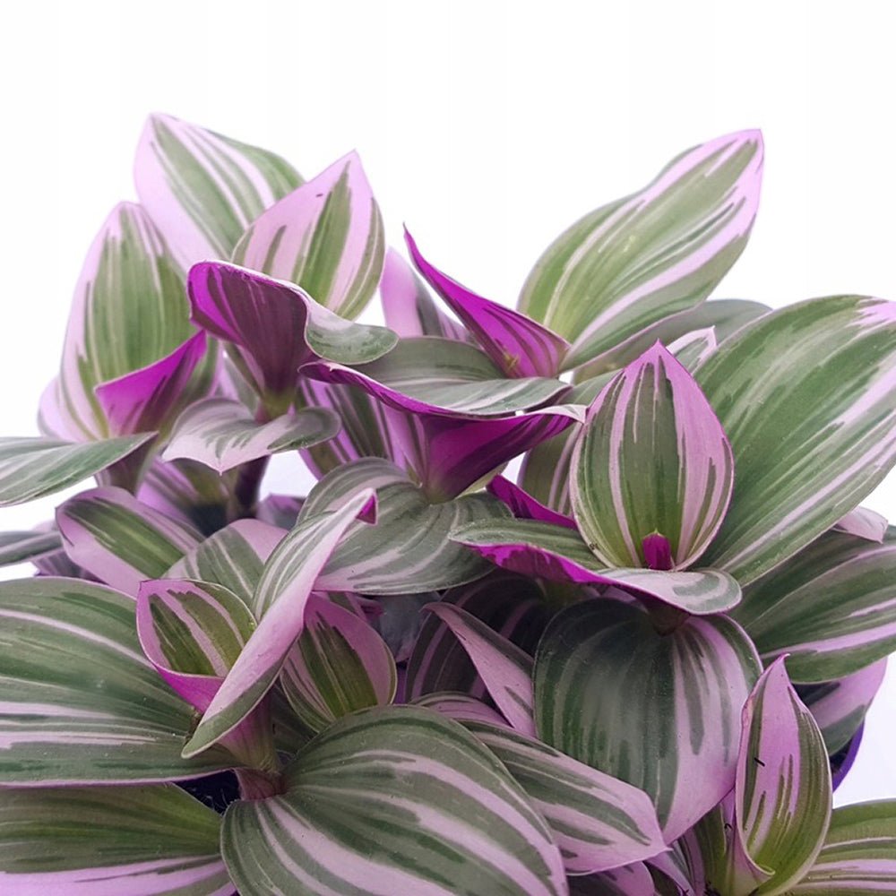 Tradescantia Albiflora Nanouk - 25 cm