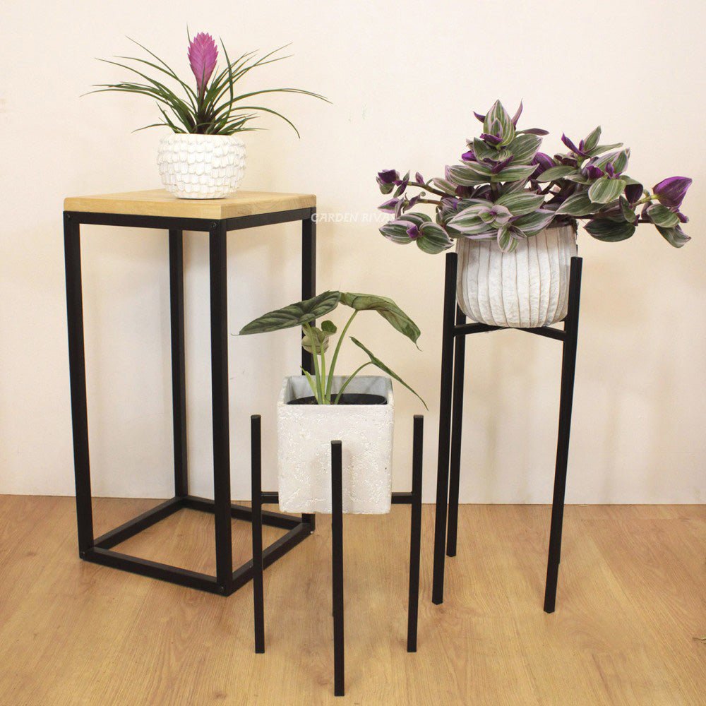 Tradescantia Albiflora Nanouk - 25 cm