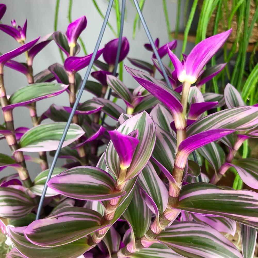 Tradescantia Albiflora Nanouk - 25 cm