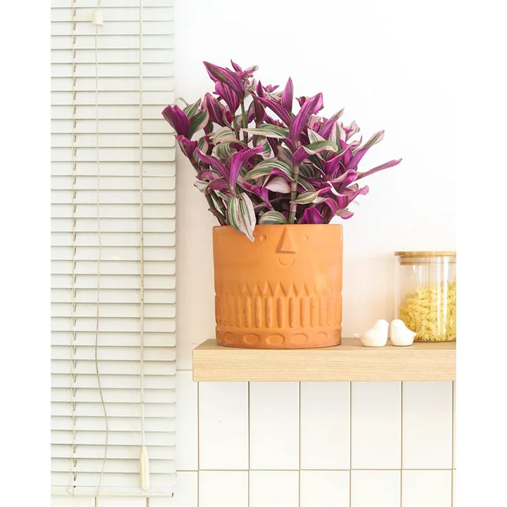 Tradescantia Albiflora Nanouk - 25 cm