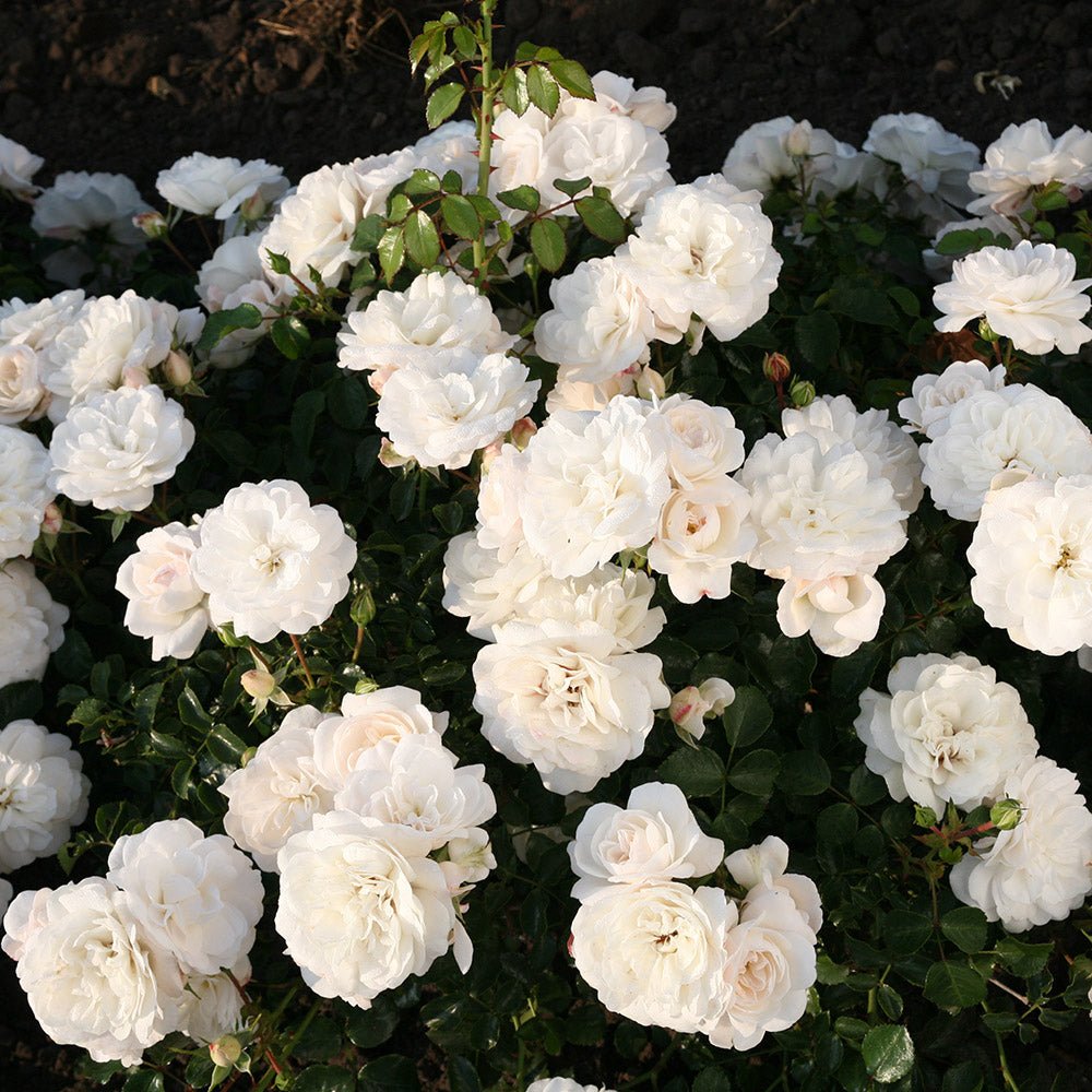 Trandafir Acoperitor alb Kastelruther Spatzen, inflorire repetata
