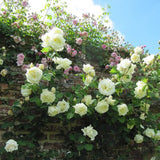 Trandafir Catarator alb Lemon Pillar - VERDENA-50-70 cm inaltime, livrat in ghiveci de 3 l