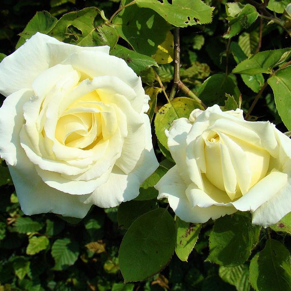 Trandafir Catarator alb-galbui Lemon Pillar, parfum de citrice