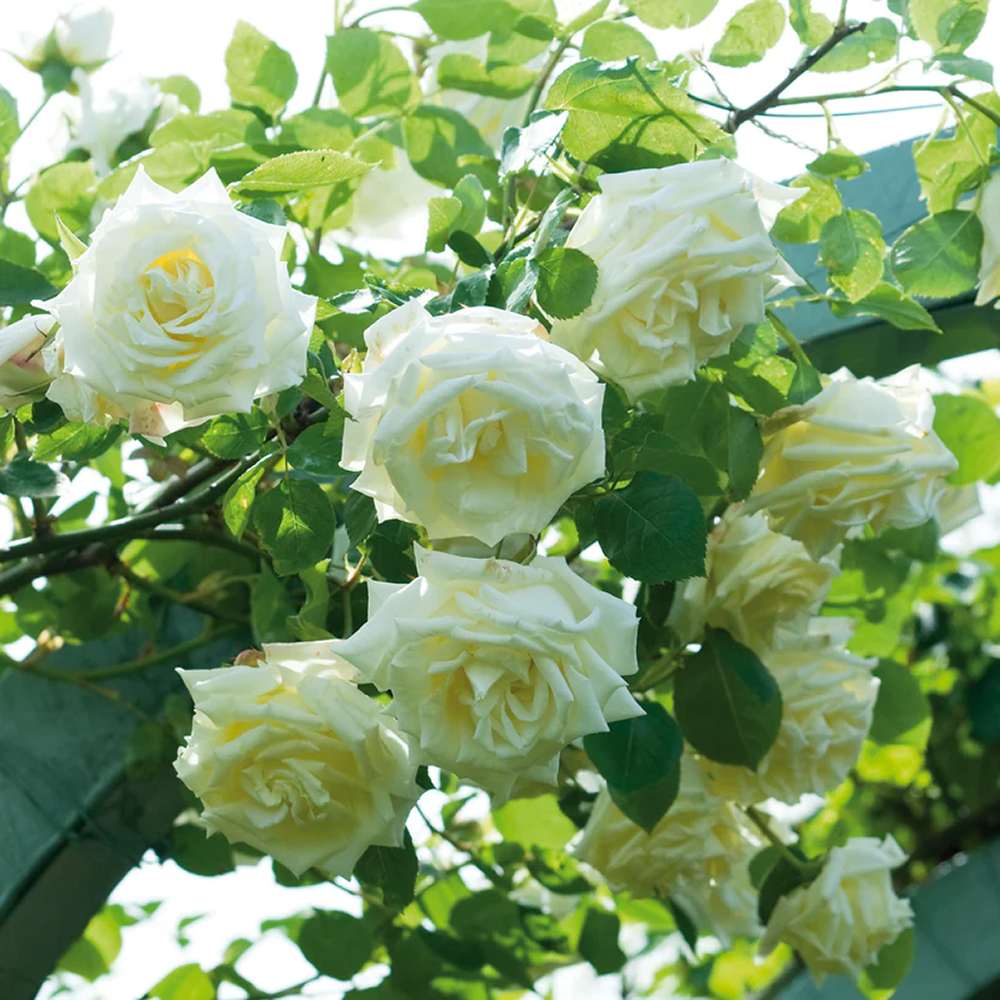 Trandafir Catarator alb-galbui Lemon Pillar, parfum de citrice