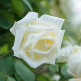 Trandafir Catarator alb Lemon Pillar - VERDENA-50-70 cm inaltime, livrat in ghiveci de 3 l