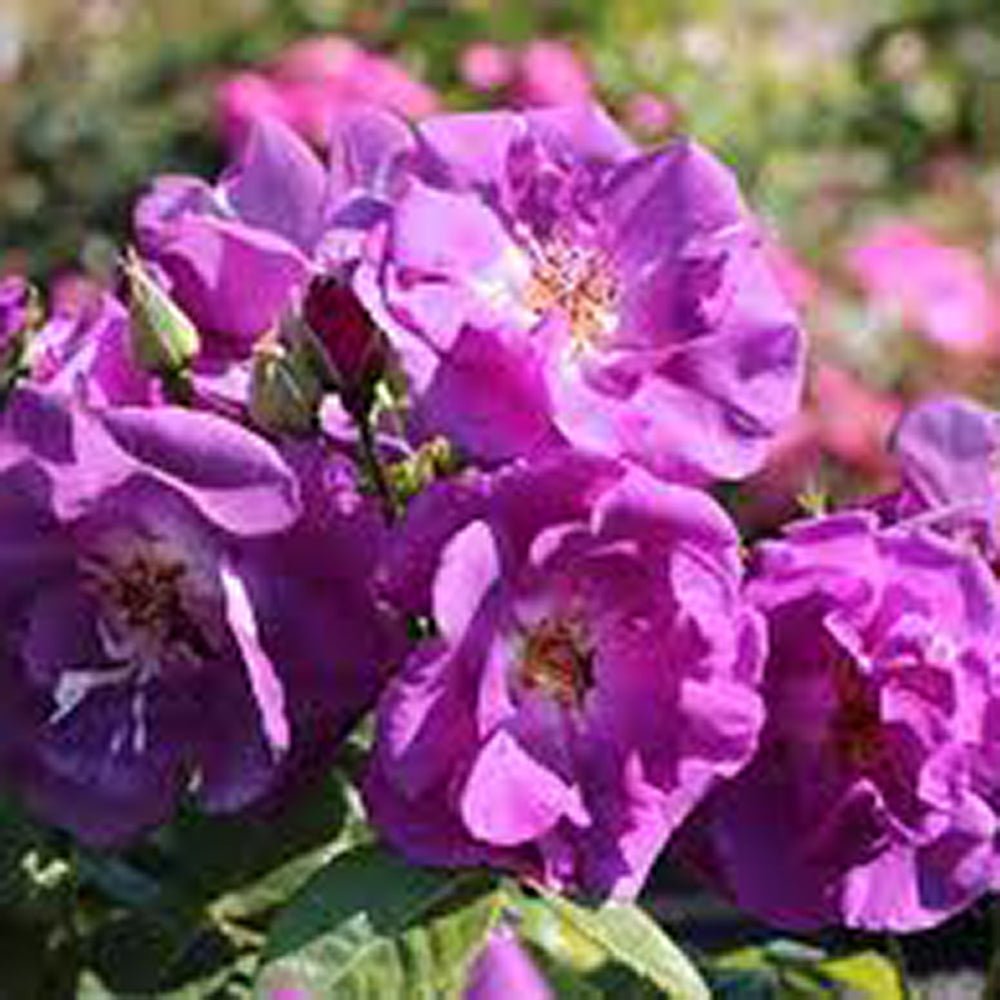 Trandafir Catarator albastru-indigo Rhapsody in Blue, inflorire repetata, parfum puternic