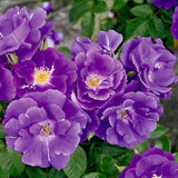 Trandafir Catarator albastru-indigo Rhapsody in Blue, inflorire repetata, parfum puternic - VERDENA-40-60 cm inaltime, livrat in ghiveci de 5 l