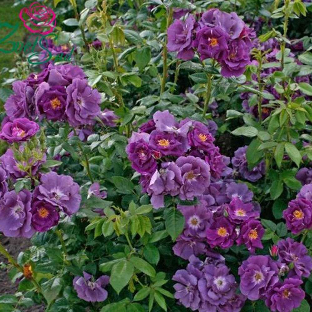 Trandafir Catarator albastru-indigo Rhapsody in Blue, inflorire repetata, parfum puternic