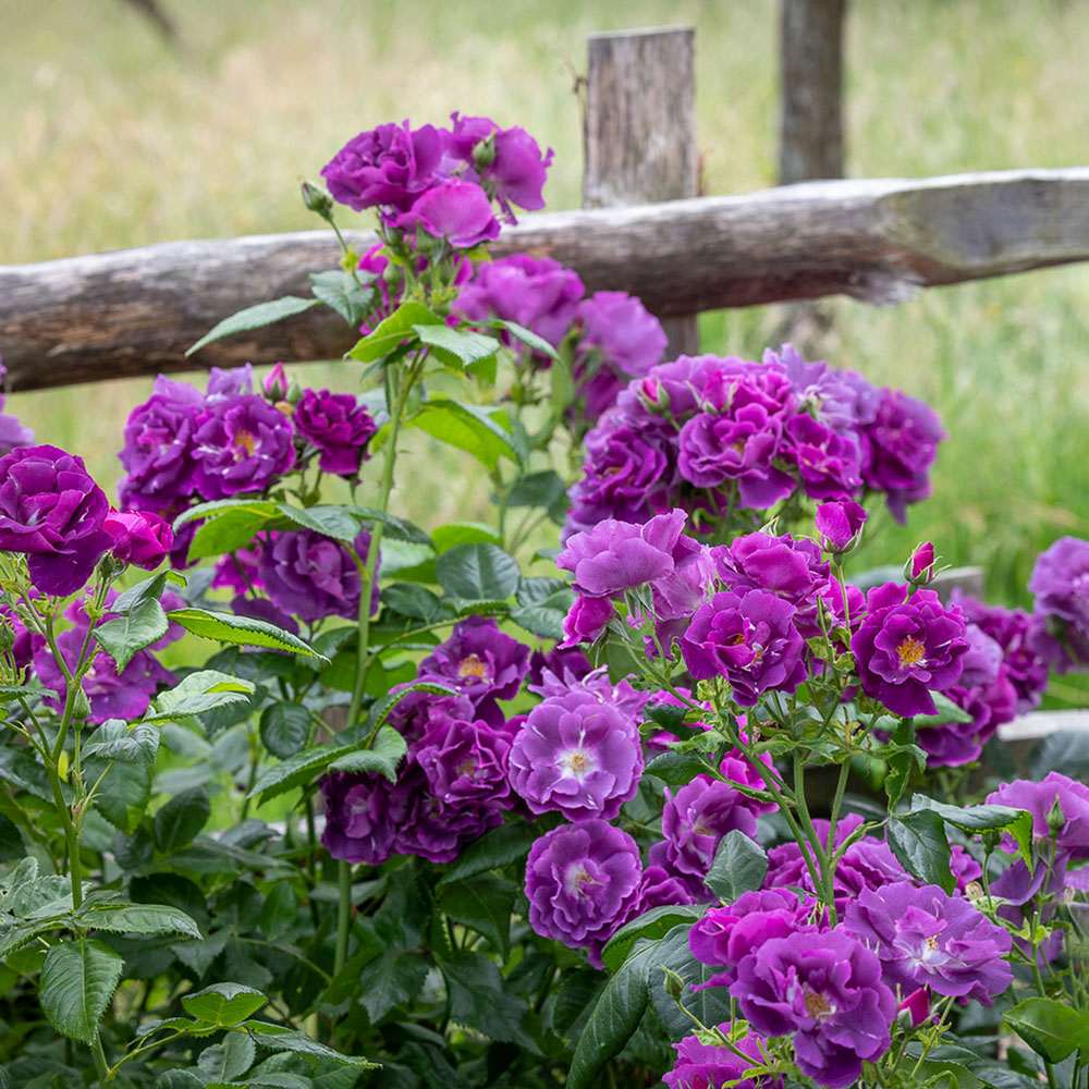 Trandafir Catarator albastru-indigo Rhapsody in Blue, inflorire repetata, parfum puternic