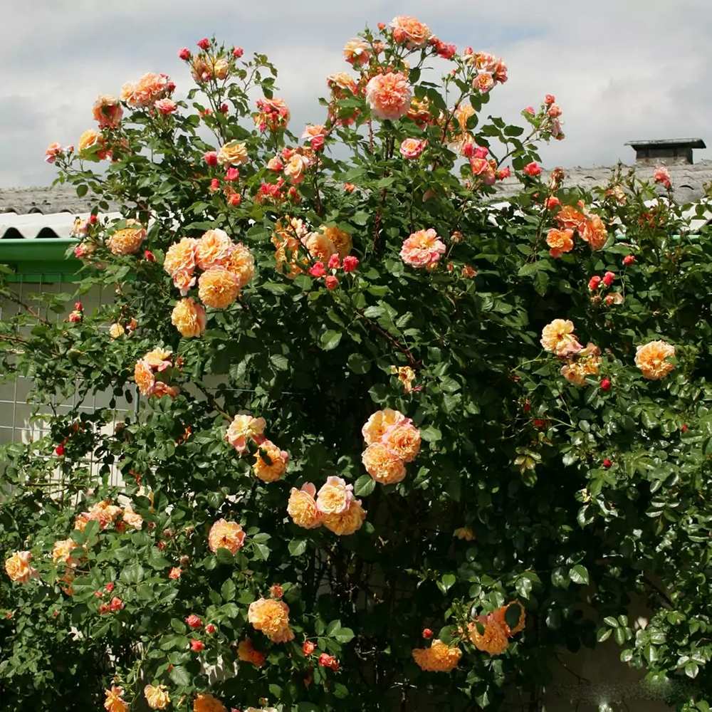 Trandafir Catarator apricot Aloha, parfum intens