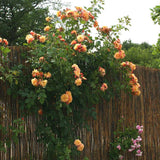 Trandafir Catarator apricot Aloha, parfum intens - VERDENA-livrat in ghiveci plant-o-fix de 2 l