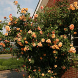 Trandafir Catarator apricot Aloha, parfum intens - VERDENA-livrat in ghiveci plant-o-fix de 2 l