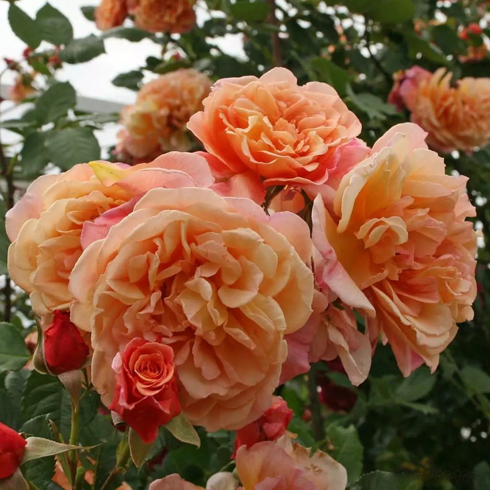 Trandafir Catarator apricot Aloha, parfum intens