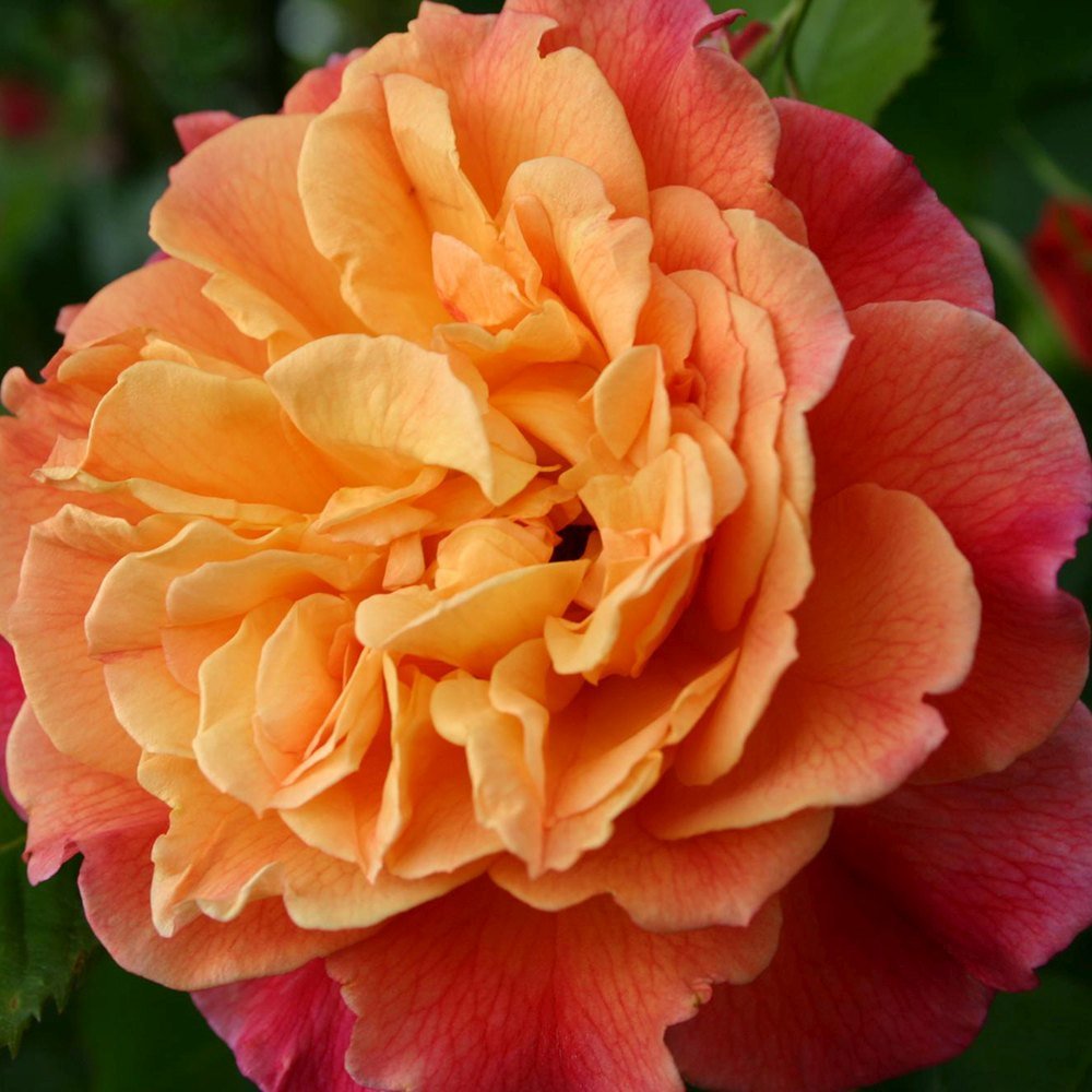 Trandafir Catarator apricot Aloha, parfum intens