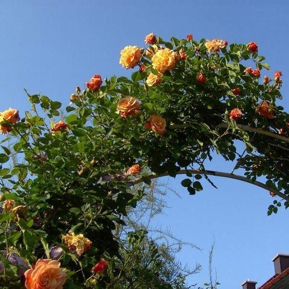 Trandafir Catarator apricot Aloha, parfum intens