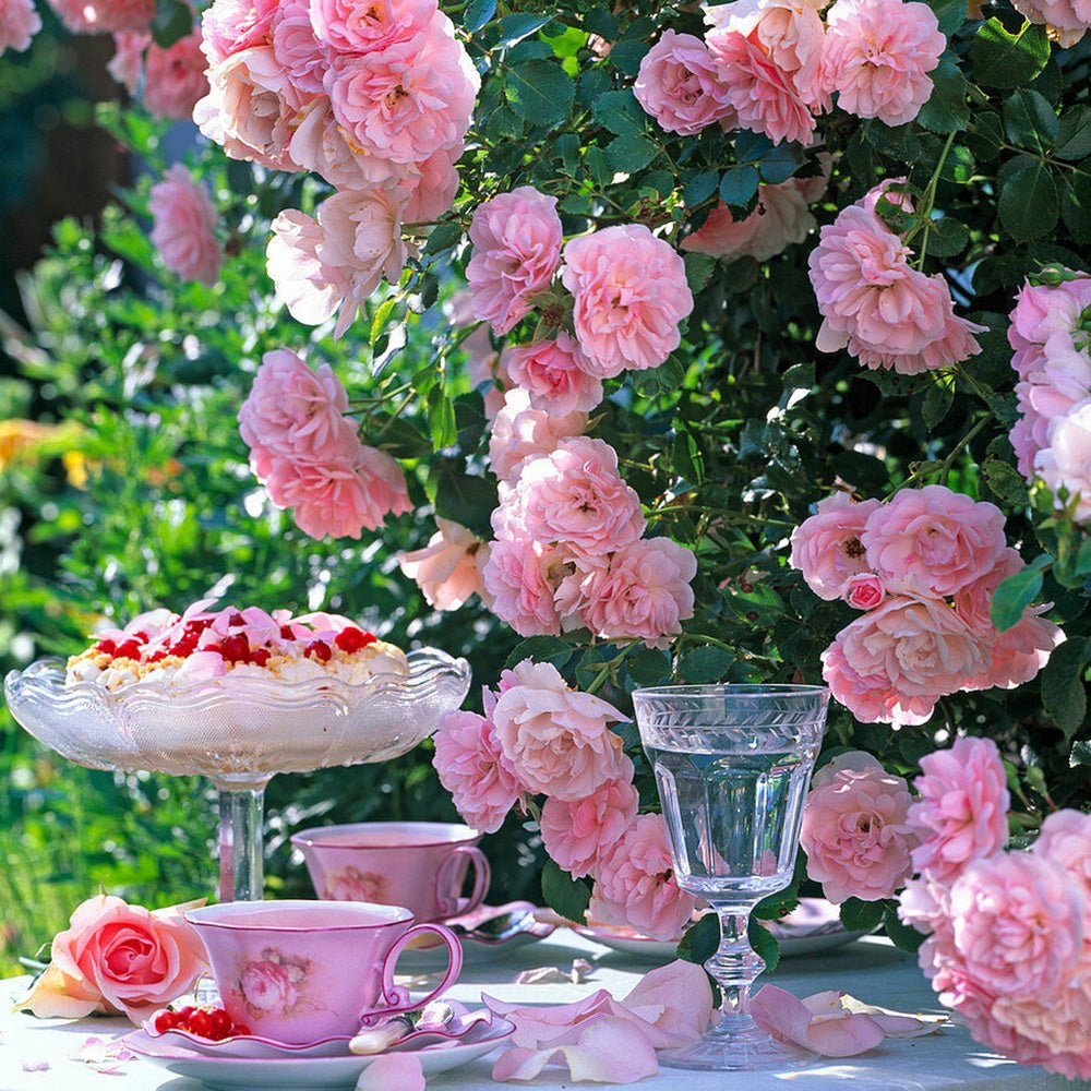 Trandafir Catarator roz Bonica, parfum intens