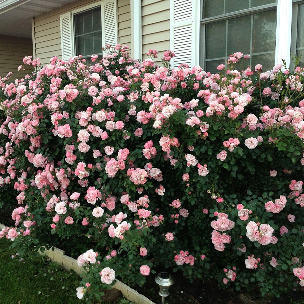 Trandafir Catarator roz Bonica, parfum intens