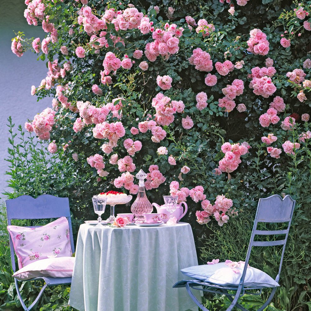 Trandafir Catarator roz Bonica, parfum intens