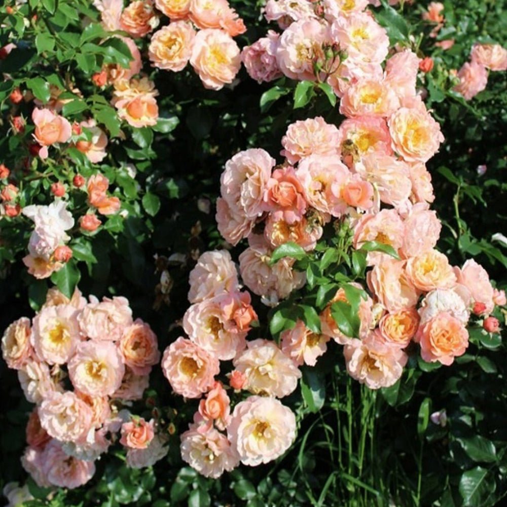 Trandafir Catarator roz- cais Bonita Renaissance, inflorire repetata