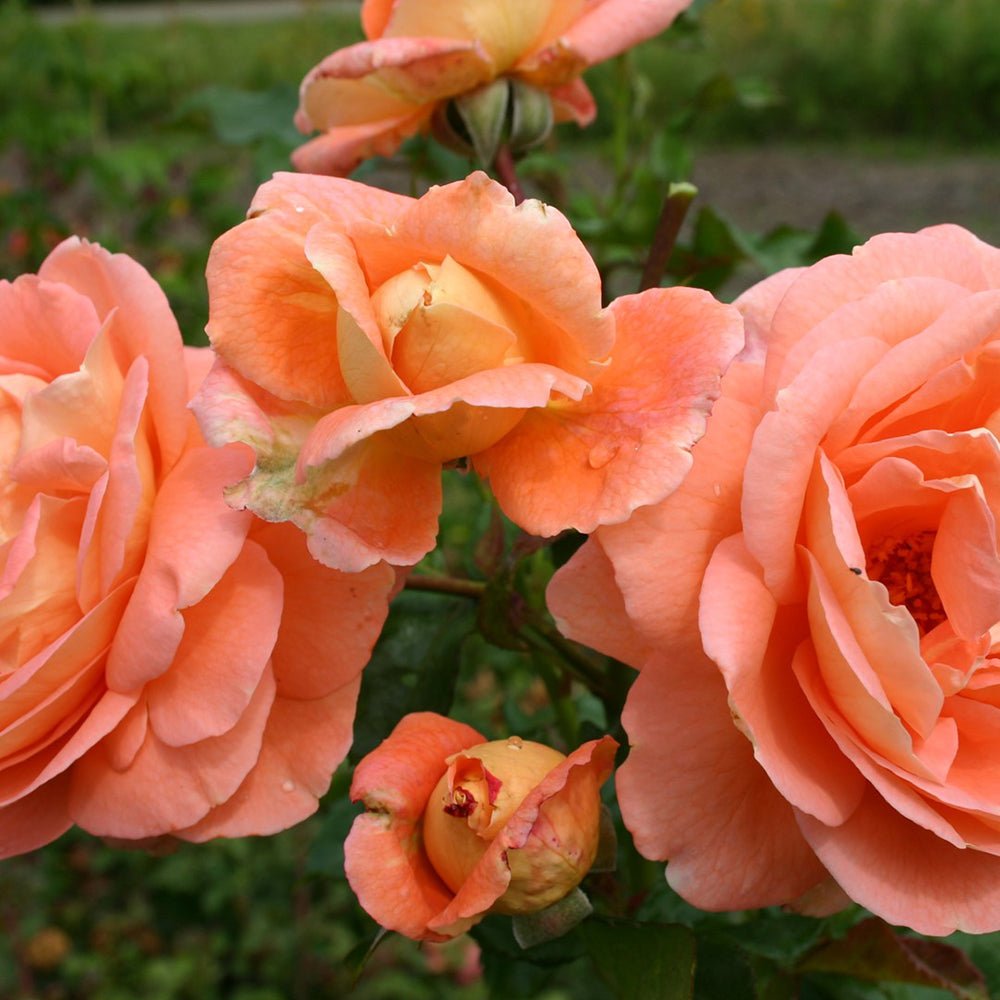 Trandafir Catarator roz- cais Bonita Renaissance, inflorire repetata