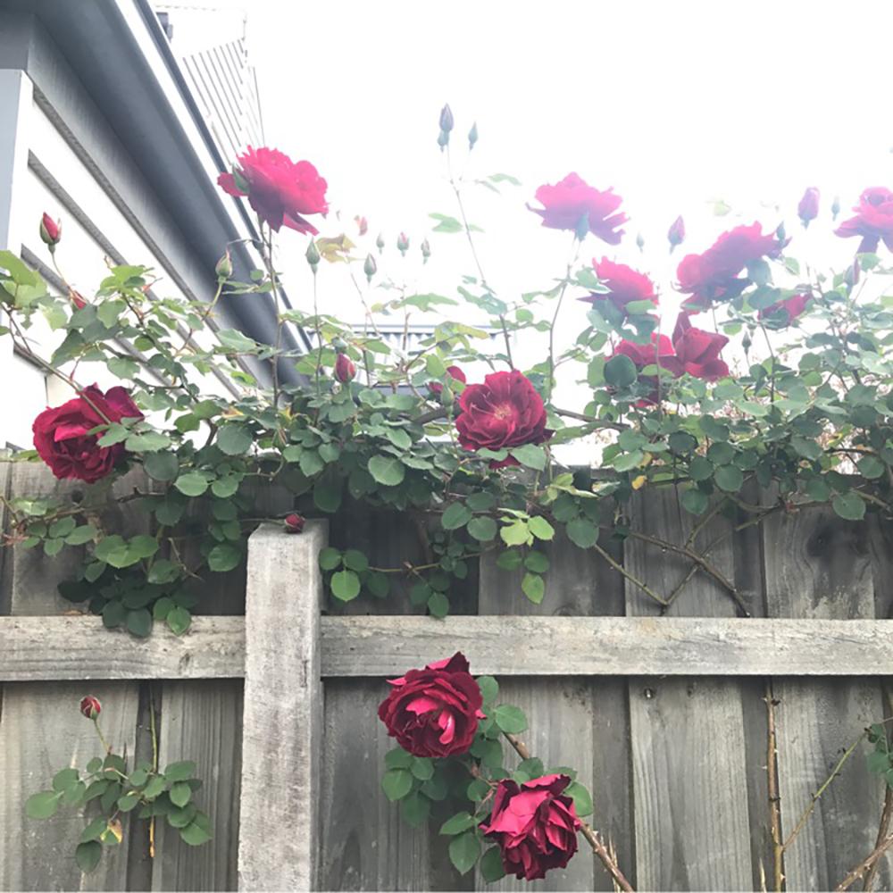 Trandafir Catarator rosu-purpuriu Burgundy Rambler, parfum de martipan