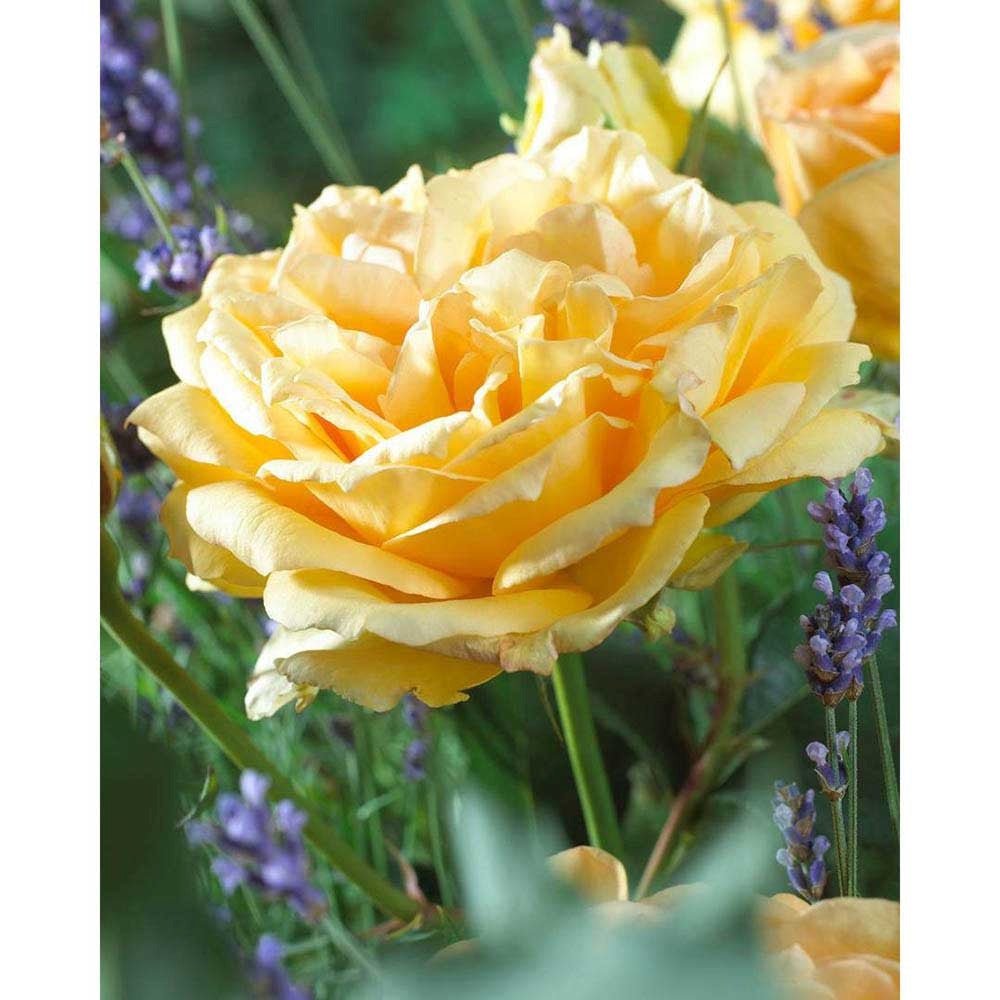 Trandafir Catarator caisa-deschisa Sophia Renaissance, inflorire repetata