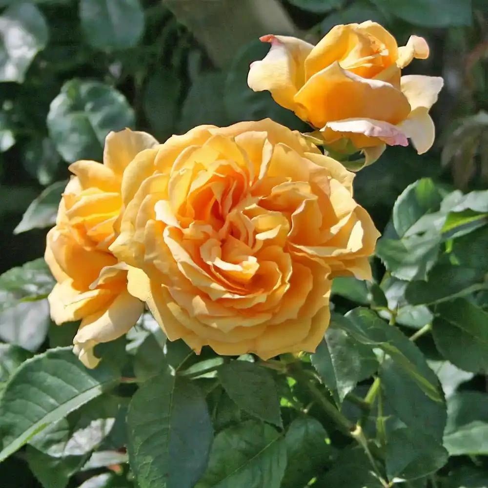 Trandafir Catarator caisa-deschisa Sophia Renaissance, inflorire repetata