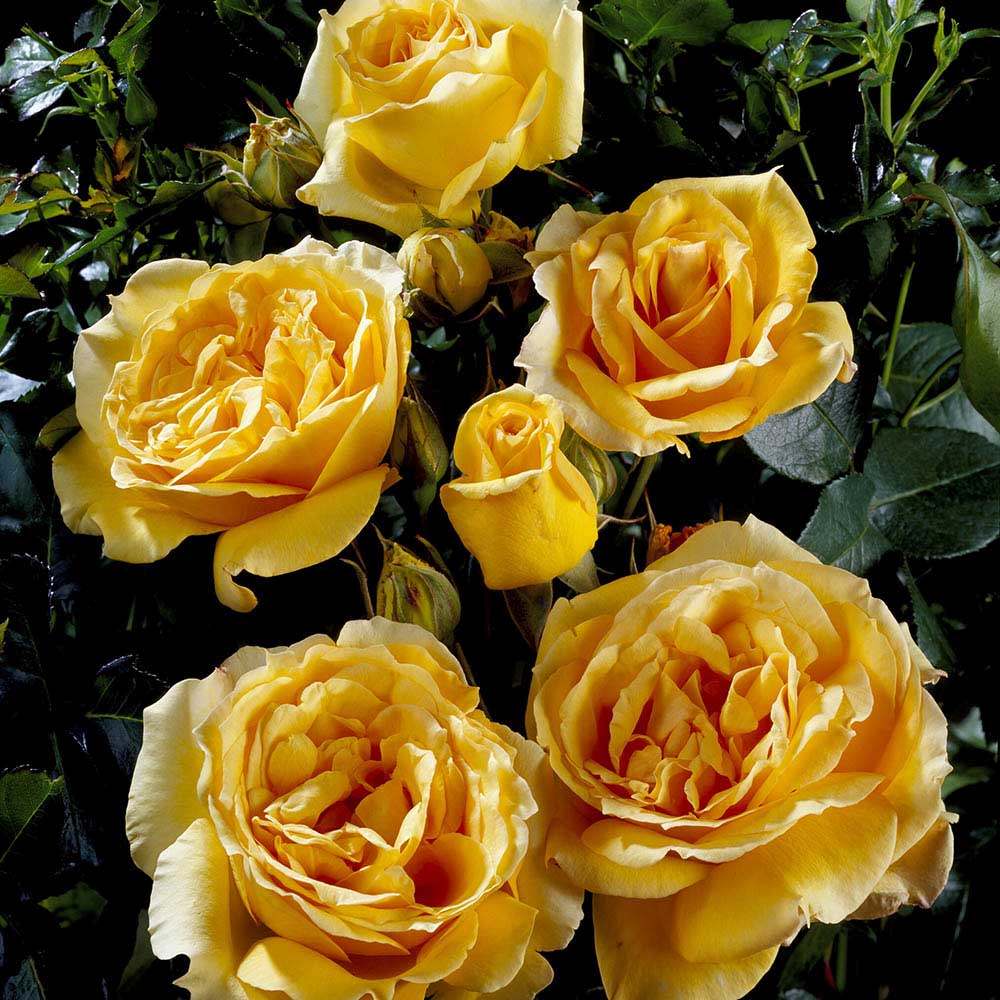 Trandafir Catarator caisa-deschisa Sophia Renaissance, inflorire repetata - VERDENA-40-60 cm inaltime, livrat in ghiveci de 5 l