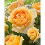Trandafir Catarator caisa-deschisa Sophia Renaissance, inflorire repetata - VERDENA-40-60 cm inaltime, livrat in ghiveci de 5 l