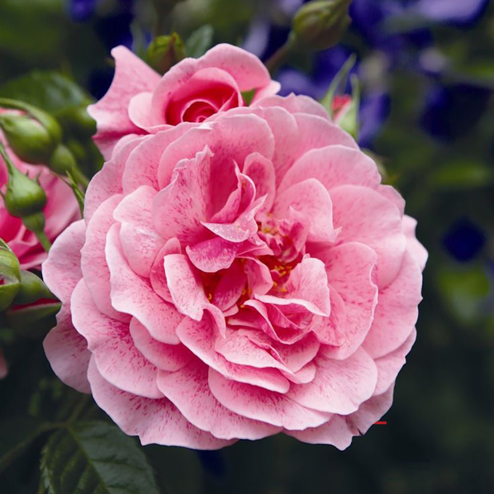 Trandafir Catarator roz-aprins Camelot, cu parfum de citrice