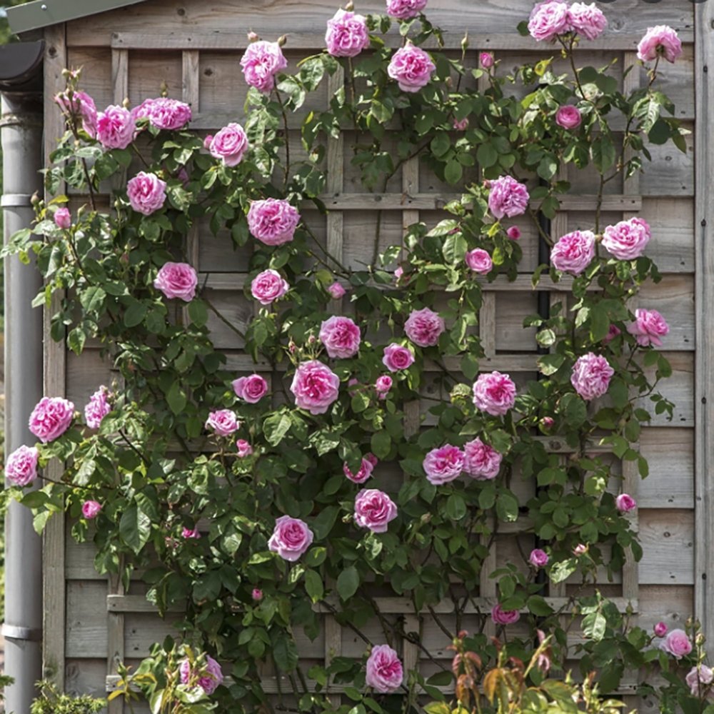 Trandafir Catarator roz-aprins Camelot, cu parfum de citrice