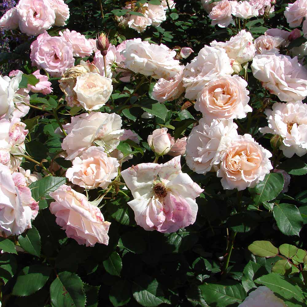 Trandafir catarator Clair Renaissance - VERDENA-livrat in ghiveci de 5 L