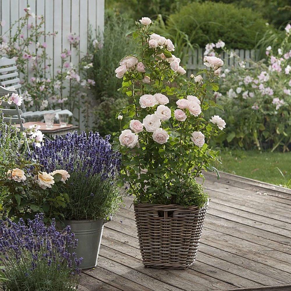 Trandafir Catarator roz-suav Clair Renaissance, inflorire repetata