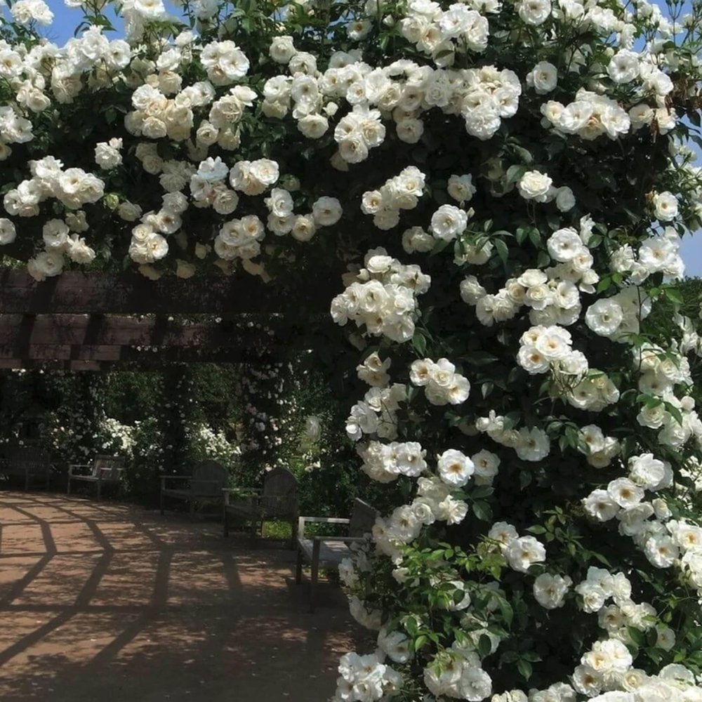 Trandafir Catarator alb Climbing Iceberg, inflorire repetata
