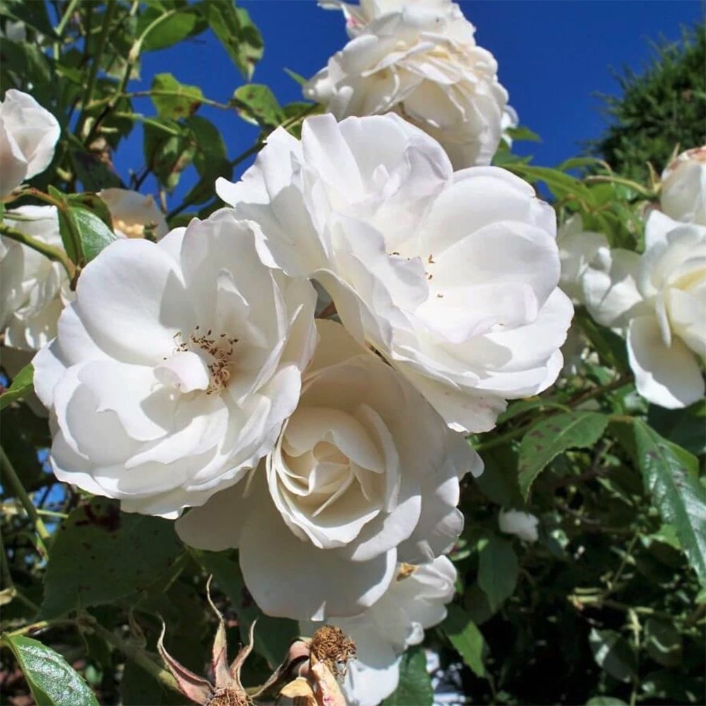 Trandafir Catarator alb Climbing Iceberg, inflorire repetata