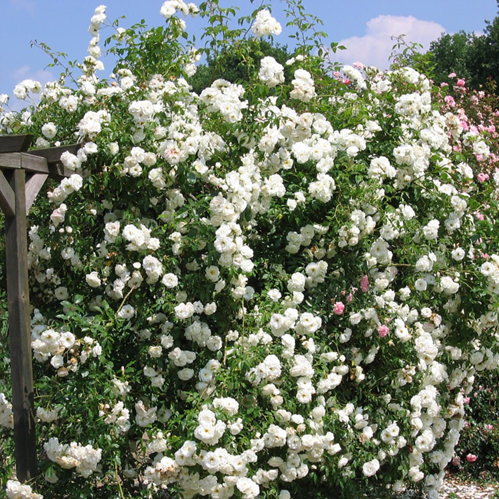 Trandafir Catarator alb Climbing Iceberg, inflorire repetata