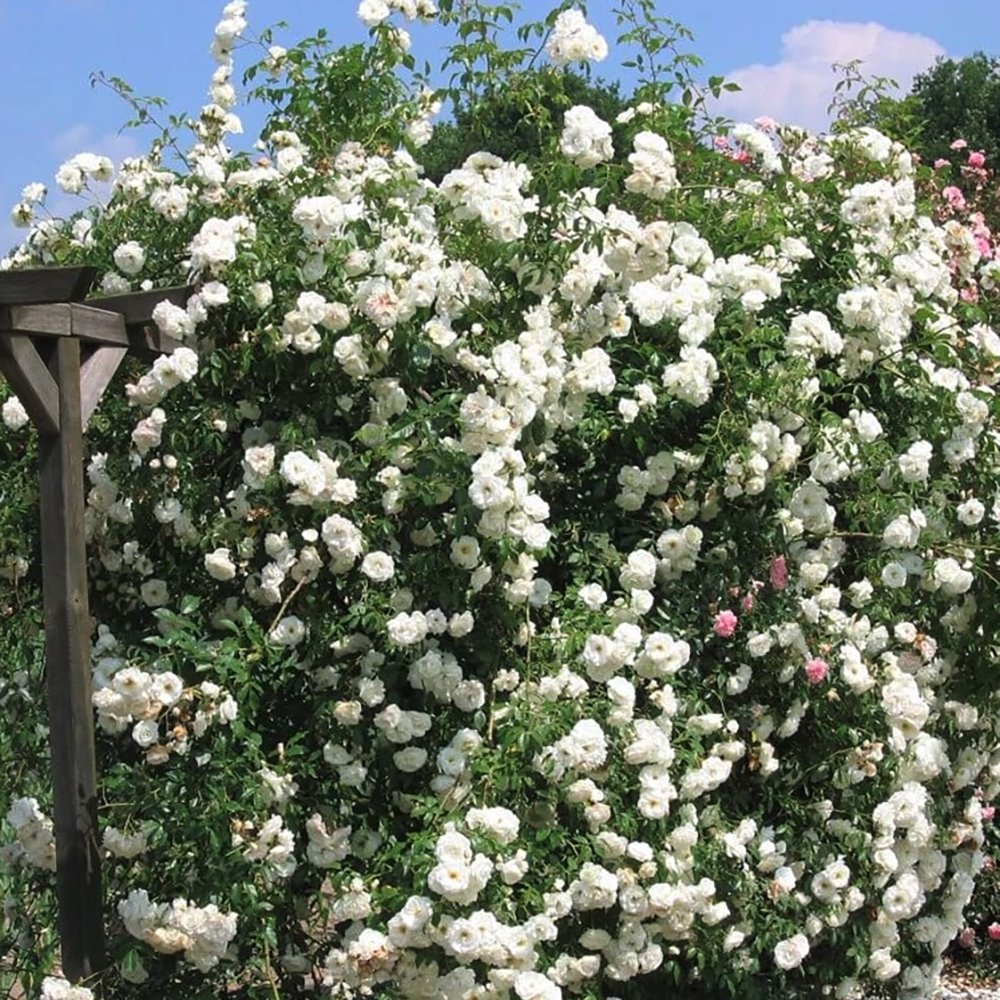 Trandafir Catarator alb Climbing Iceberg, inflorire repetata