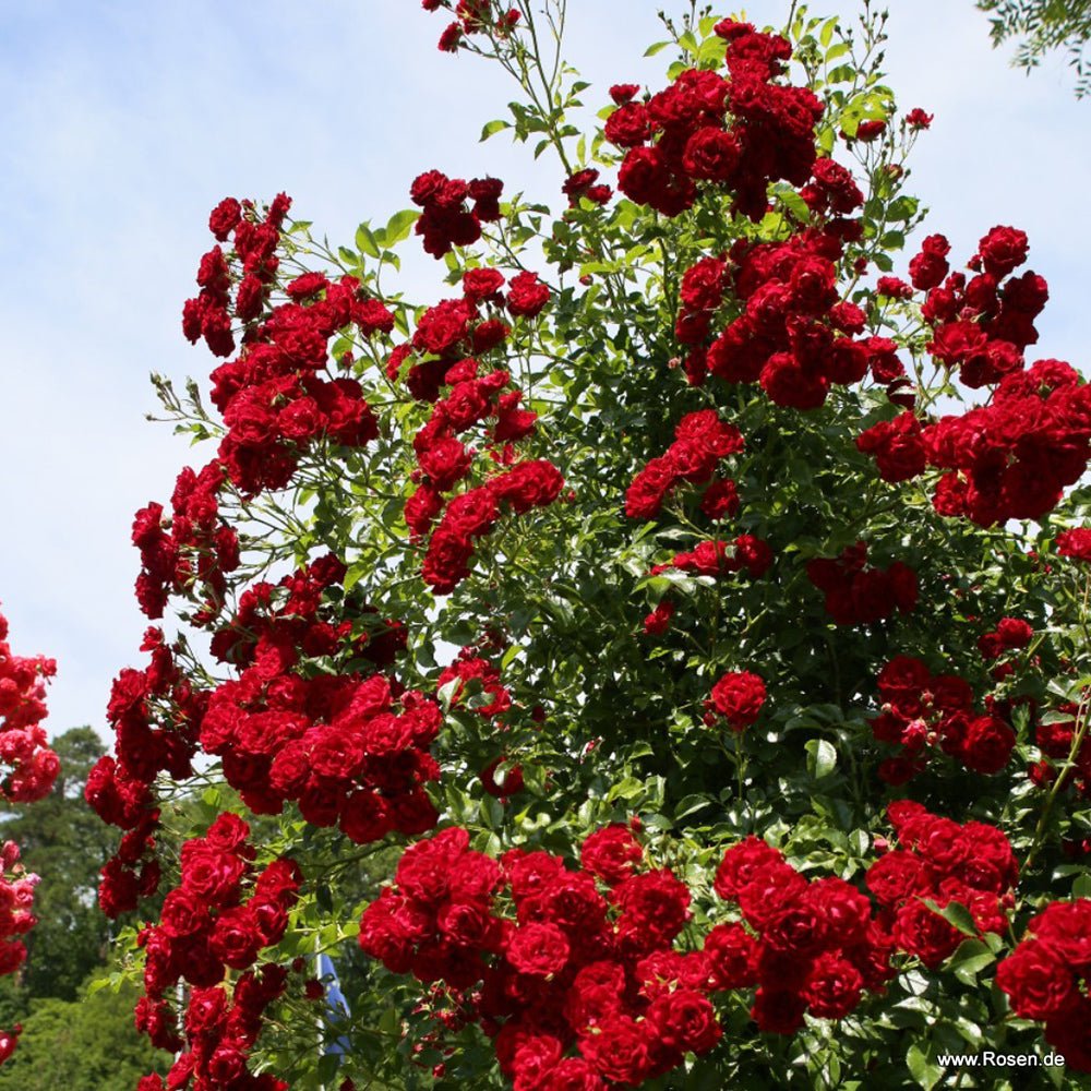 Trandafir catarator Crimson Siluetta - VERDENA-livrat in ghiveci plant-o-fix de 2 L