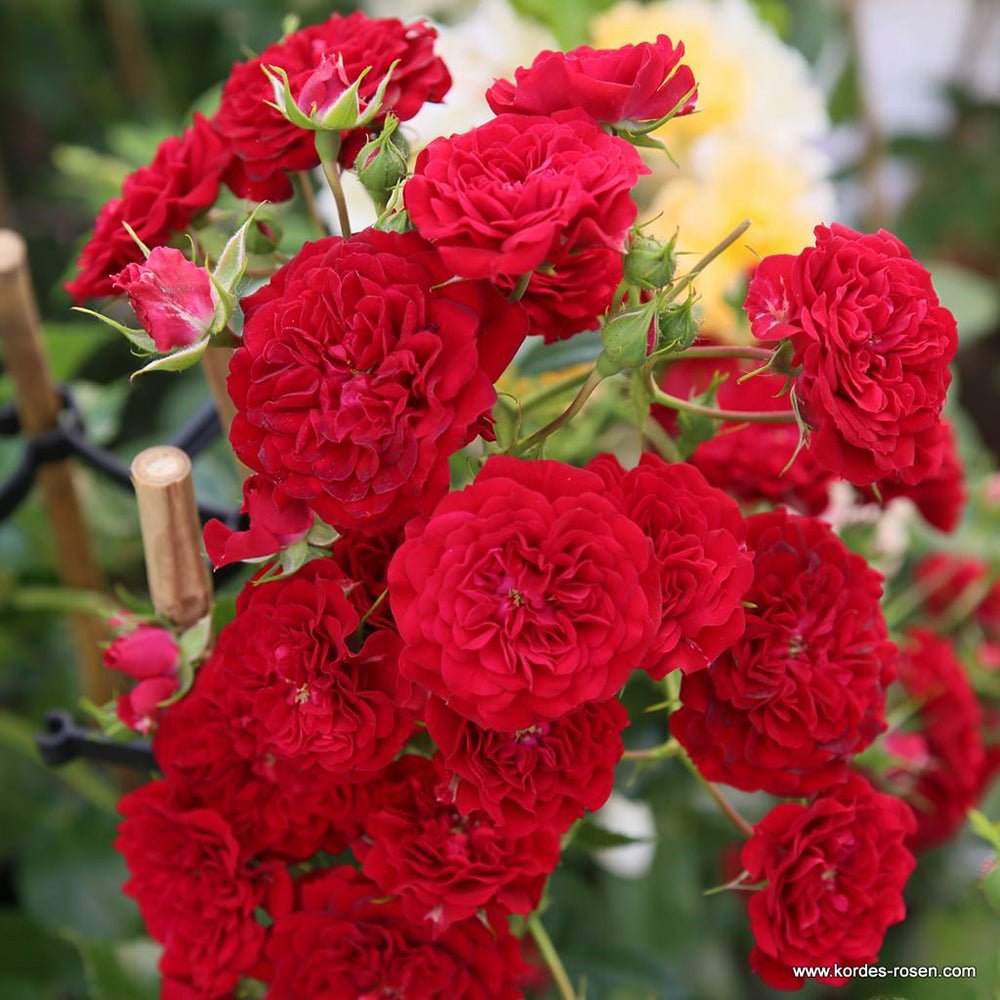 Trandafir catarator Crimson Siluetta - VERDENA-livrat in ghiveci plant-o-fix de 2 L