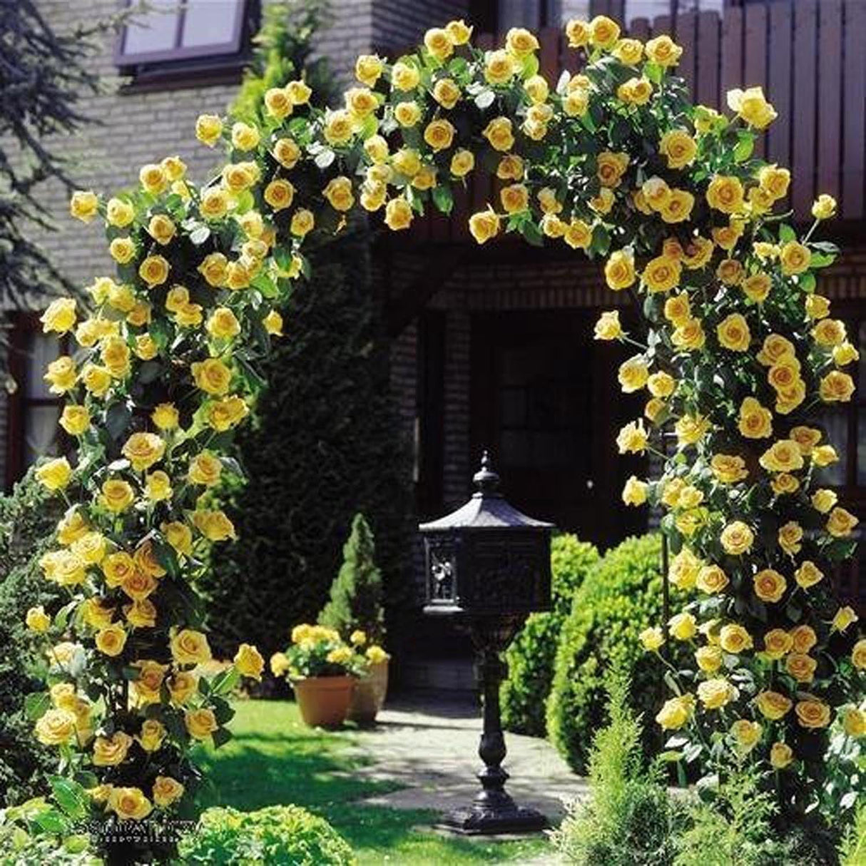 Trandafir Catarator Dukat galben, inflorire repetata