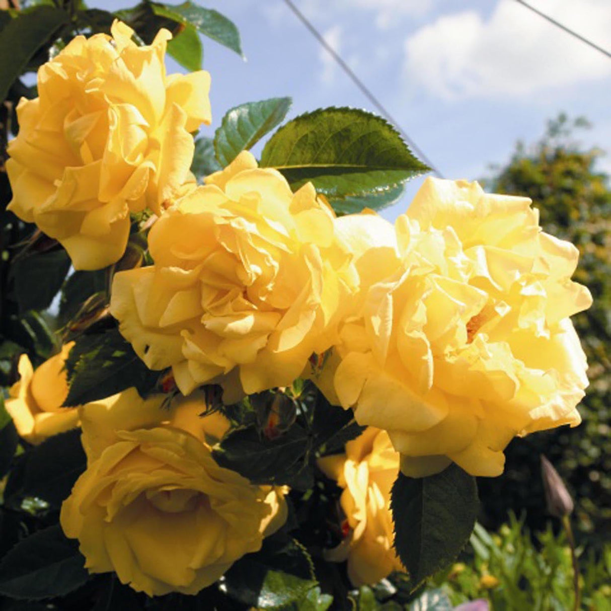 Trandafir Catarator Dukat galben, inflorire repetata - VERDENA-livrat in ghiveci plant-o-fix de 2 l