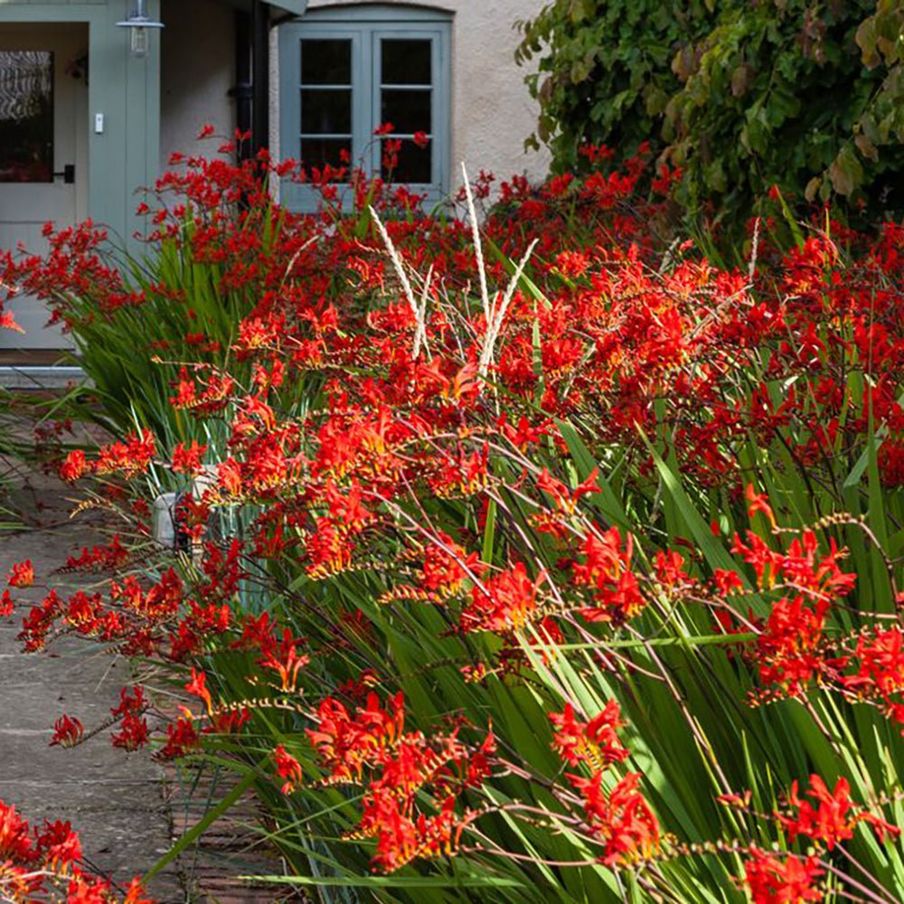 Crocosmia Emberglow, cu flori aramii