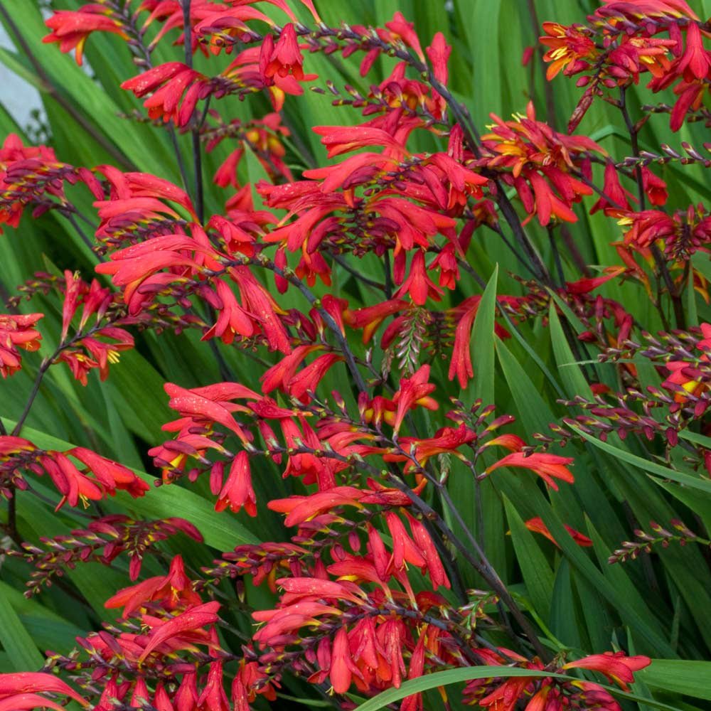 Crocosmia Emberglow, cu flori aramii