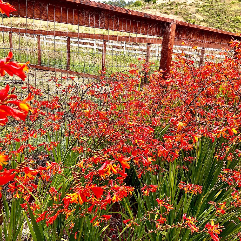 Crocosmia Emberglow, cu flori aramii