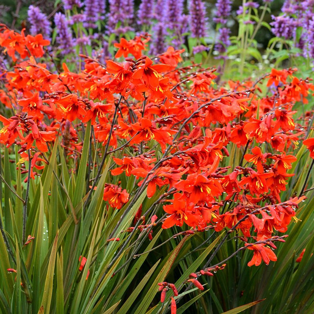 Crocosmia Emberglow, cu flori aramii