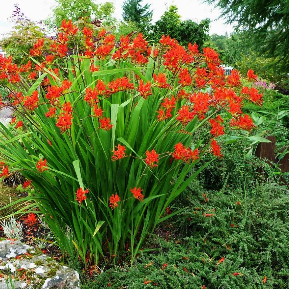 Crocosmia Emberglow, cu flori aramii